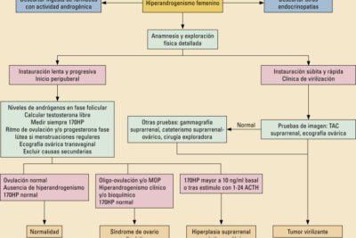 impacto de los androgenos en la fertilidad femenina analisis detallado