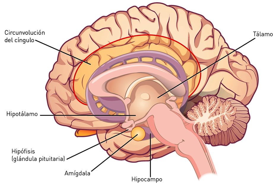 impacto de los estrogenos en el sistema nervioso humano