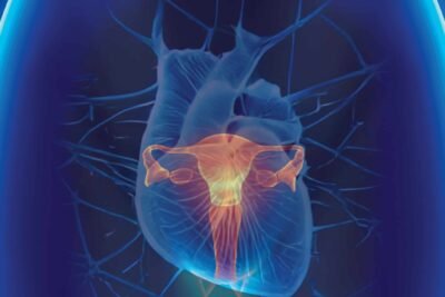impacto de los estrogenos en la salud a lo largo de la vida