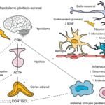 impacto de los neuroendocrinos en la salud mental y su relevancia