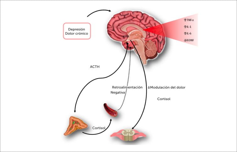 impacto de los neuroendocrinos en la salud publica y su relevancia