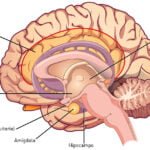 impacto de los tratamientos endocrinos en la salud mental