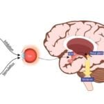 Impacto del ciclo circadiano en insulina y salud metabólica