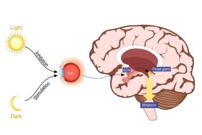 impacto del ciclo circadiano en insulina y salud metabolica