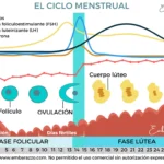 impacto del ciclo menstrual en el equilibrio hormonal femenino