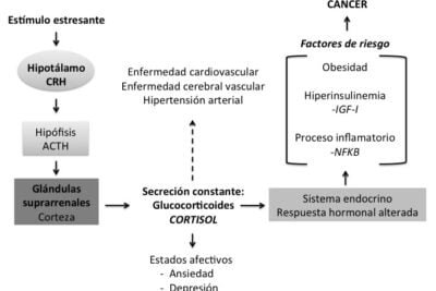 Impacto del cortisol en enfermedades metabólicas y su relevancia 1 impacto del cortisol en enfermedades metabolicas y su relevancia