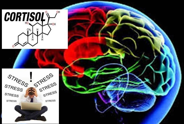 Impacto del cortisol en la salud ósea: consecuencias y prevención 1 impacto del cortisol en la salud osea consecuencias y prevencion