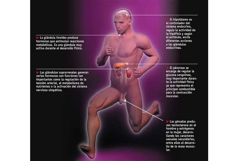 impacto del ejercicio regular en la salud endocrina y beneficios