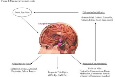 impacto del estilo de vida en la salud neuroendocrina