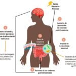 impacto del estres en el metabolismo efectos y consecuencias