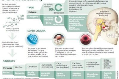 impacto del sindrome de cushing en el sistema inmunologico