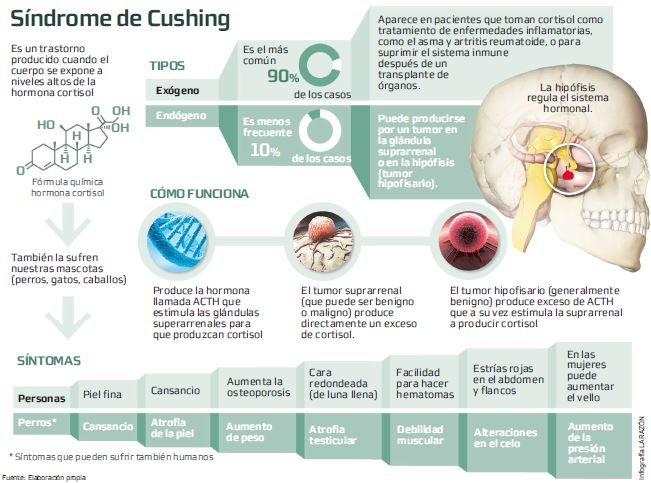 impacto del sindrome de cushing en el sistema inmunologico