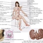 Impacto del tiroides en la salud de la piel humana