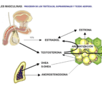 Implicaciones del síndrome androgénico en salud y bienestar