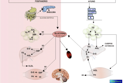 importancia de la insulina en el metabolismo y regulacion de glucosa