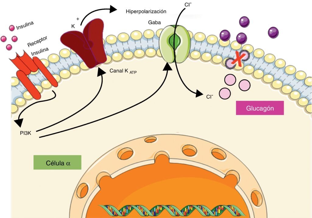 importancia de las hormonas peptidicas en la diabetes tipo 2