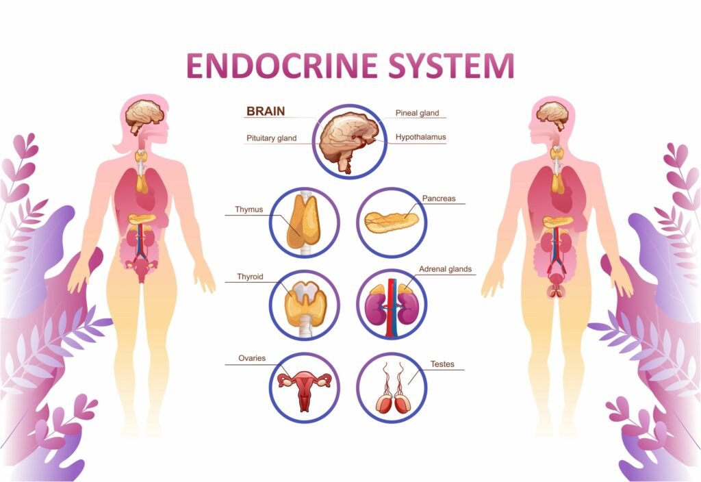 Importancia del seguimiento endocrinológico en enfermedades autoinmunes 1 importancia del seguimiento endocrinologico en enfermedades autoinmunes