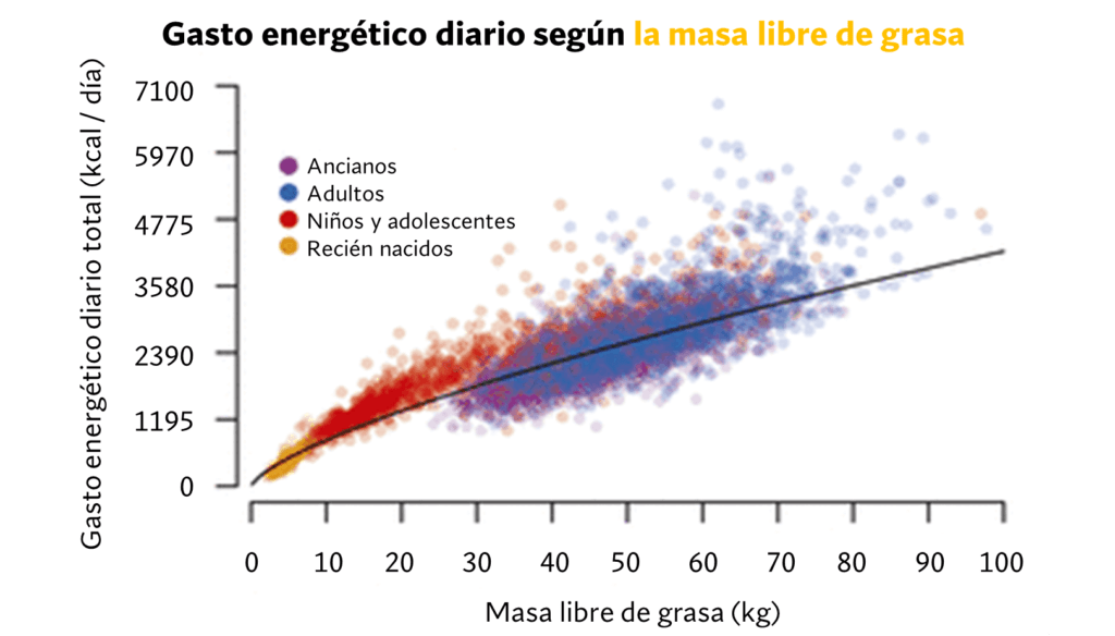 Importancia y concepto del metabolismo basal estimado 1 importancia y concepto del metabolismo basal estimado