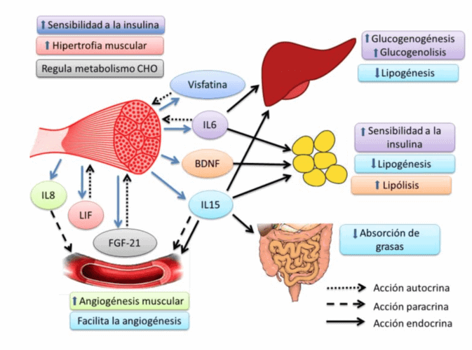 Influencia de dieta y ejercicio en los niveles de cortisol 1 influencia de dieta y ejercicio en los niveles de cortisol