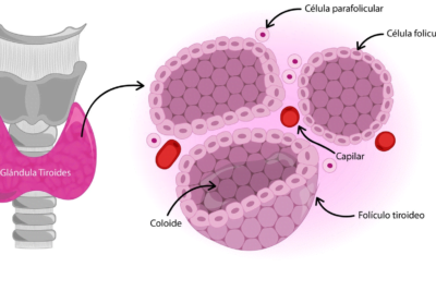 influencia de la funcion tiroidea en el metabolismo diario humano