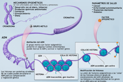 influencia de la herencia genetica en problemas hormonales