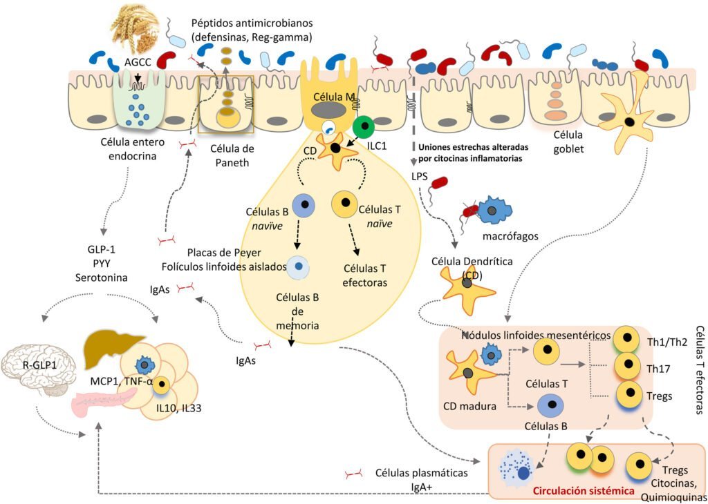 influencia de la microbiota intestinal en enfermedades autoinmunes