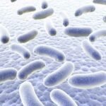 influencia de la microbiota intestinal en niveles de androgenos