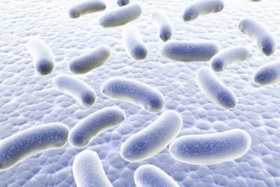 influencia de la microbiota intestinal en niveles de androgenos