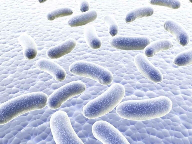 influencia de la microbiota intestinal en niveles de androgenos