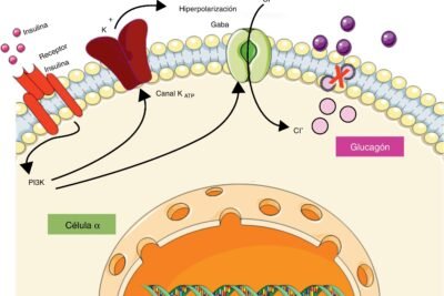 influencia de las hormonas en la regulacion de la glucosa
