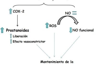 influencia de los androgenos en la actividad sexual femenina