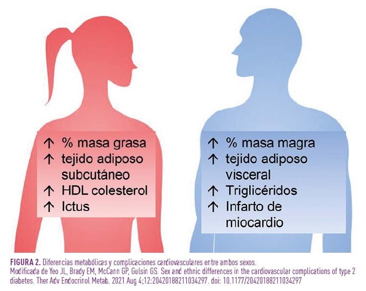 Influencia de los estrógenos en el desarrollo de la diabetes 1 influencia de los estrogenos en el desarrollo de la diabetes