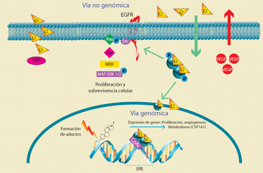 influencia de los estrogenos en enfermedades neurodegenerativas