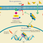 influencia de los estrogenos en enfermedades neurodegenerativas