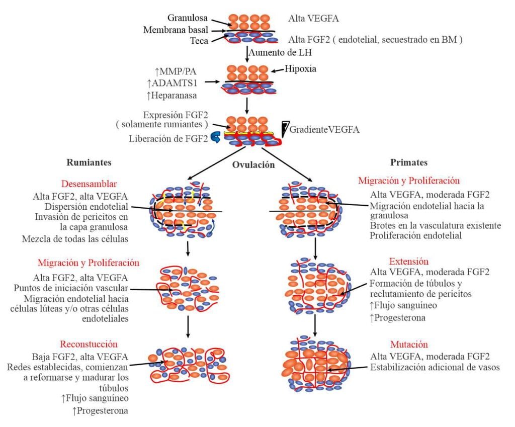 influencia del cortisol en la fertilidad efectos y mecanismos