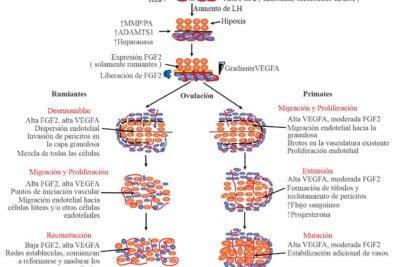 influencia del cortisol en la fertilidad efectos y mecanismos