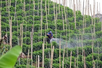 influencia del medio ambiente en los niveles de estrogenos
