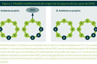 influencia genetica en el desarrollo de diabetes mellitus y tipos