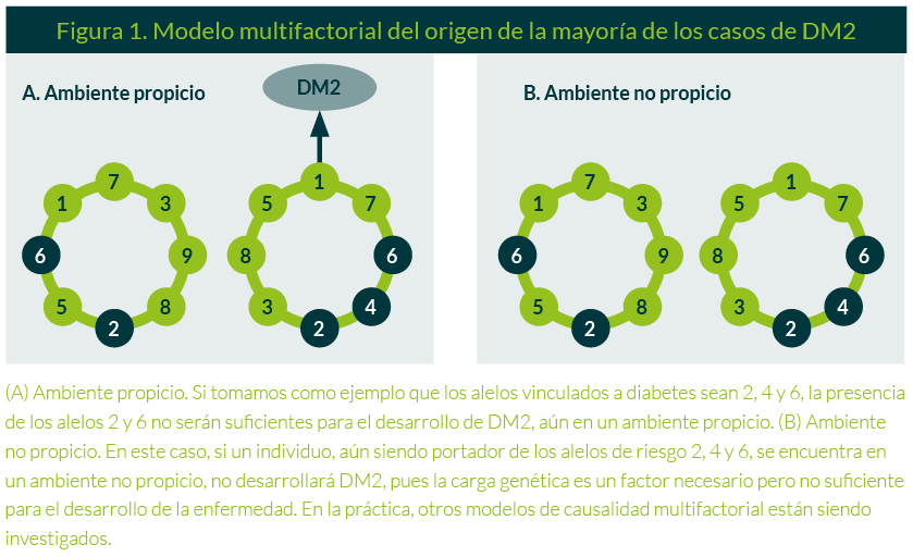 Influencia genética en el desarrollo de diabetes mellitus y tipos 1 influencia genetica en el desarrollo de diabetes mellitus y tipos