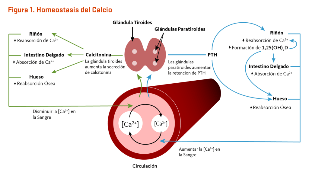 Influencia hormonal en la nutrición: análisis científico detallado 1 influencia hormonal en la nutricion analisis cientifico detallado