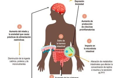 influye la dieta en los trastornos neuroendocrinos