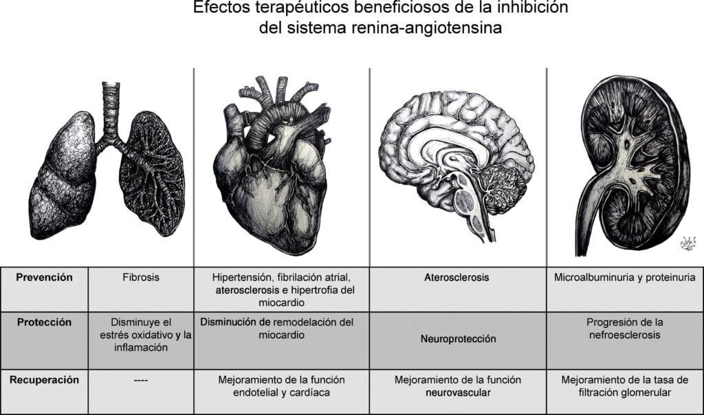 inhibidores de la eca que son usos y beneficios para la salud