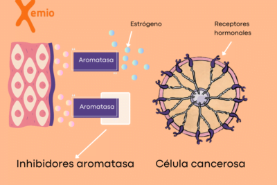 inhibidores hormonales definicion tipos e impacto en la salud
