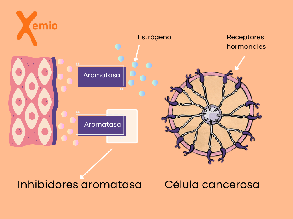 inhibidores hormonales definicion tipos e impacto en la salud