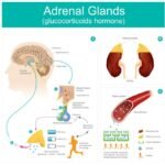 insuficiencia adrenal y su relacion con el cortisol que es