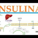 Insulina: Función y regulación del metabolismo de la glucosa