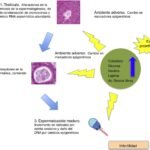 Insulina y colesterol: una relación detallada y clínica