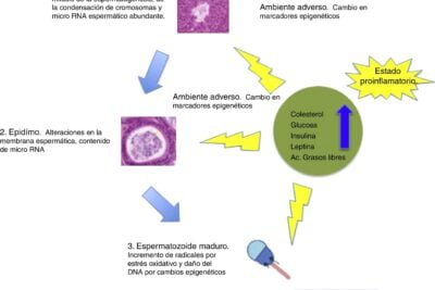 insulina y colesterol una relacion detallada y clinica