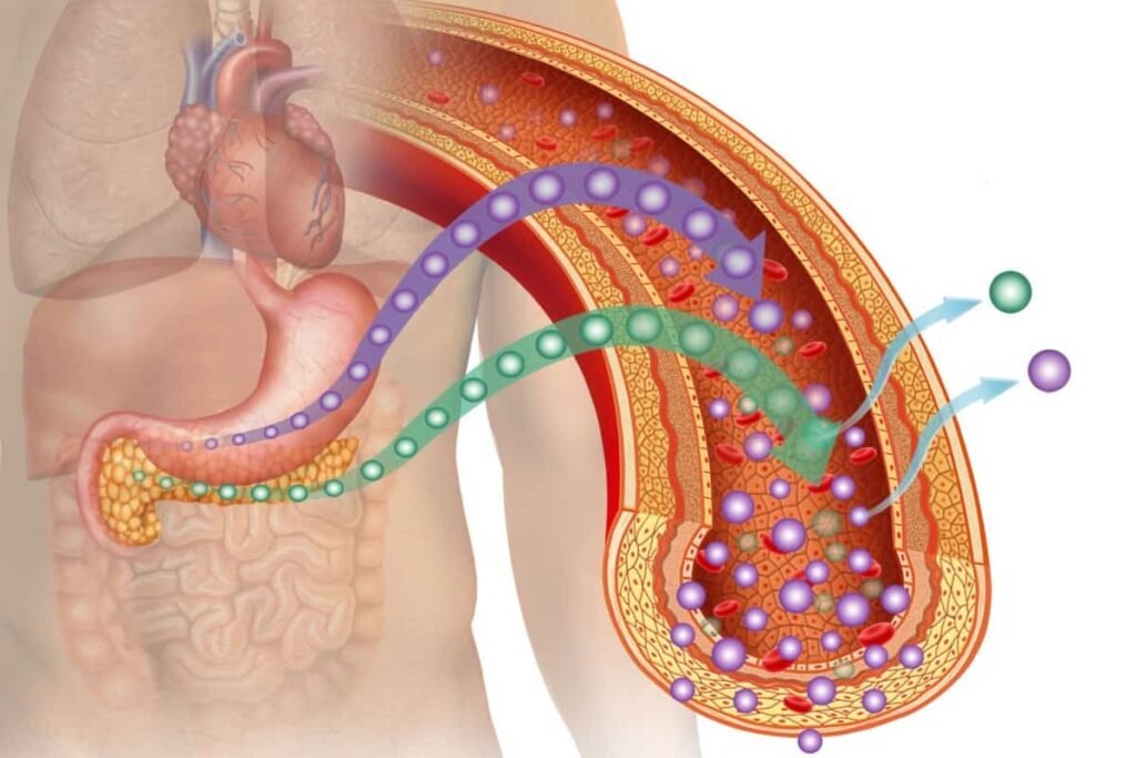 Insulina y salud cardiovascular: aspectos clave a conocer 1 insulina y salud cardiovascular aspectos clave a conocer