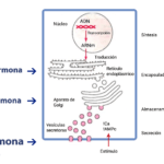 Integración de hormonas peptídicas en nutrición y dietética